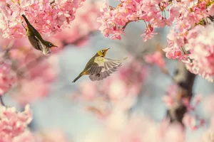 bird jigsaw puzzle