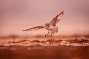 bird jigsaw puzzle