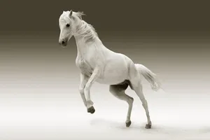 horse jigsaw puzzle