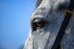 horse jigsaw puzzle