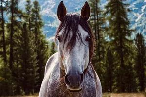 horse jigsaw puzzle