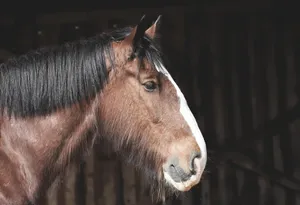 shire horse jigsaw puzzle