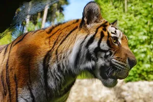 tiger jigsaw puzzle