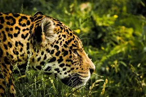 jaguar jigsaw puzzle