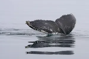 whale jigsaw puzzle