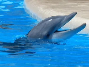 bottlenose dolphin jigsaw puzzle