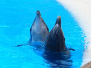 bottlenose dolphins jigsaw puzzle