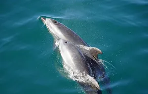 dolphins jigsaw puzzle