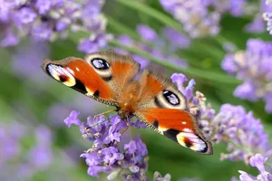 peacock butterfly jigsaw puzzle