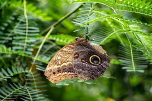 owl butterfly jigsaw puzzle