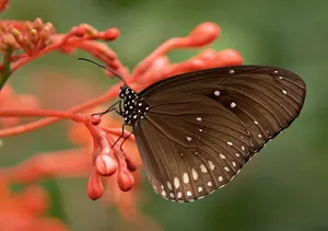 butterfly jigsaw puzzle