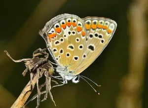 common blue butterfly jigsaw puzzle