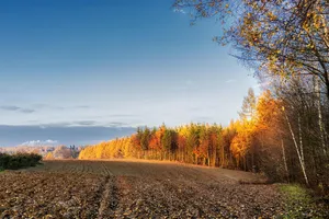 tree jigsaw puzzle