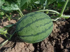 watermelon jigsaw puzzle