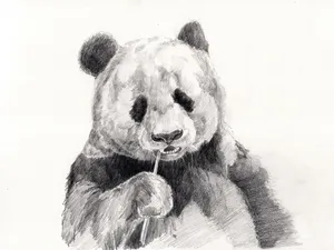 panda jigsaw puzzle