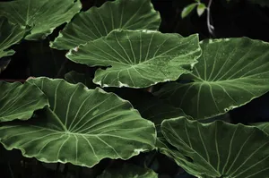 leaves jigsaw puzzle