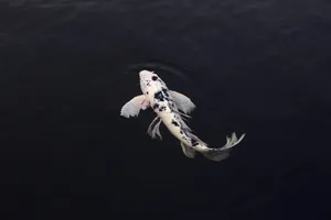 koi jigsaw puzzle