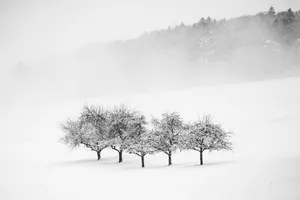 trees jigsaw puzzle