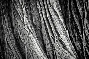 tree jigsaw puzzle