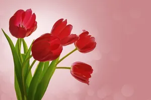 flowers jigsaw puzzle