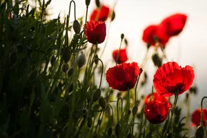 poppies jigsaw puzzle