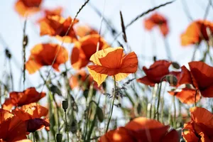 poppies jigsaw puzzle