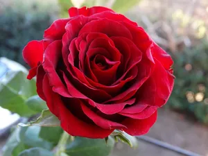 rose jigsaw puzzle