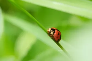 beetle jigsaw puzzle