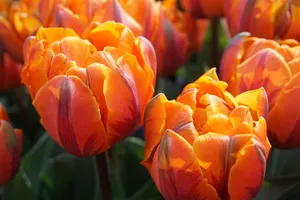 tulips jigsaw puzzle