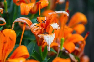 flowers jigsaw puzzle