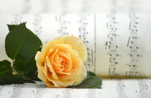 rose jigsaw puzzle