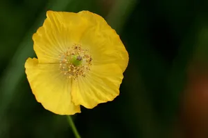 poppy jigsaw puzzle
