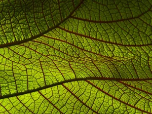leaf jigsaw puzzle