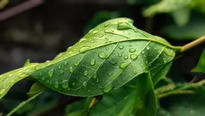 leaves jigsaw puzzle