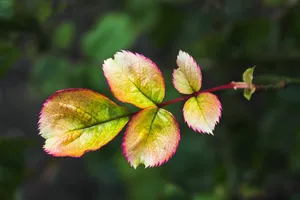 leaf jigsaw puzzle
