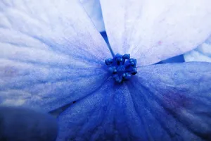the blue flower jigsaw puzzle