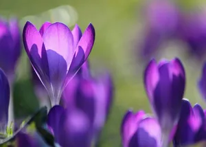flowers jigsaw puzzle