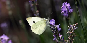 butterfly jigsaw puzzle