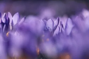 flowers jigsaw puzzle
