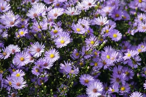 flowers jigsaw puzzle