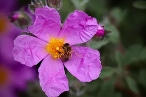 frizzy cistus jigsaw puzzle