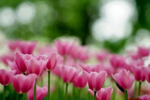 flowers jigsaw puzzle