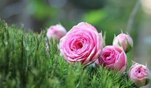 roses jigsaw puzzle