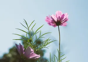 cosmos jigsaw puzzle