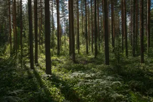 green forest during daytime jigsaw puzzle
