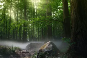 forest with green trees during daytime jigsaw puzzle