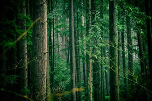 green leafed trees middle of forest during daytime jigsaw puzzle