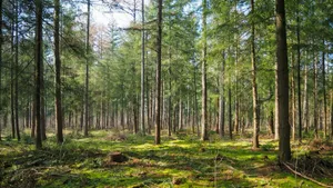 green trees on brown grass field during daytime jigsaw puzzle
