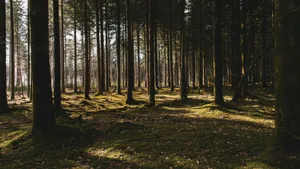 forest trees jigsaw puzzle