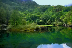 a body of water surrounded by a forest jigsaw puzzle